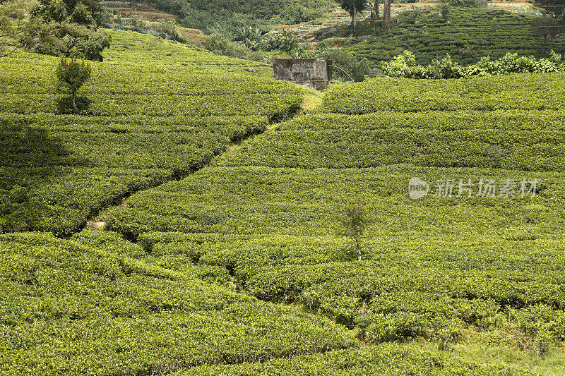 斯里兰卡Nuwara Eliya的茶园。